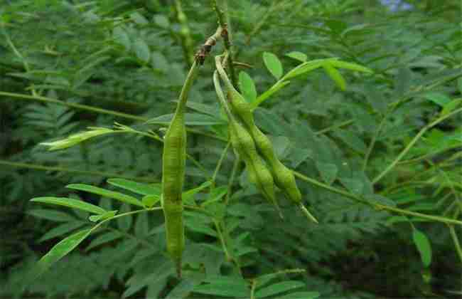 苦参 种植效益 如何